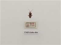 藏品(半翅目(2))的圖片